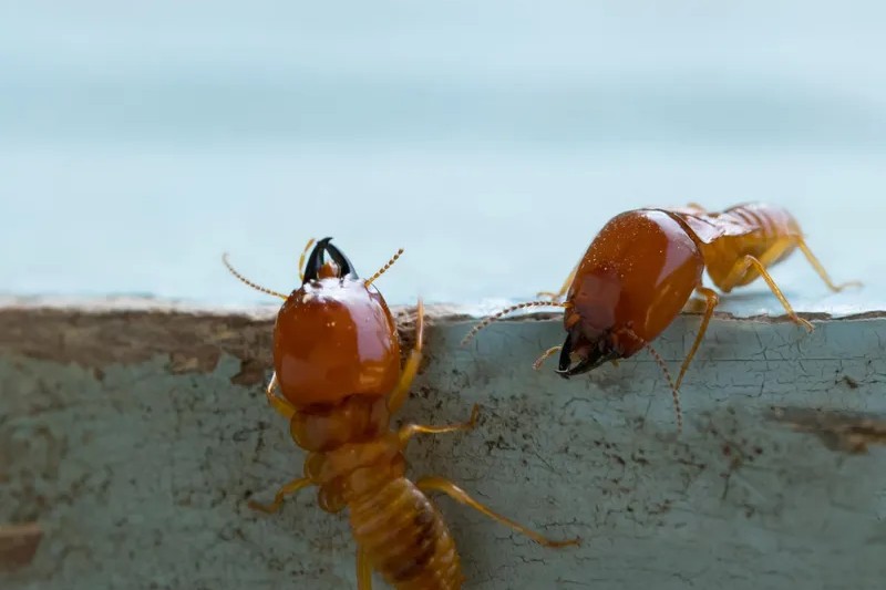 Close-up of two soldier termites with dark jaws on the edge of painted timber