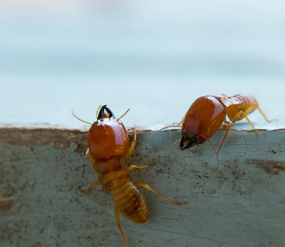 Two soldier termites crawling along the edge of weathered painted timber