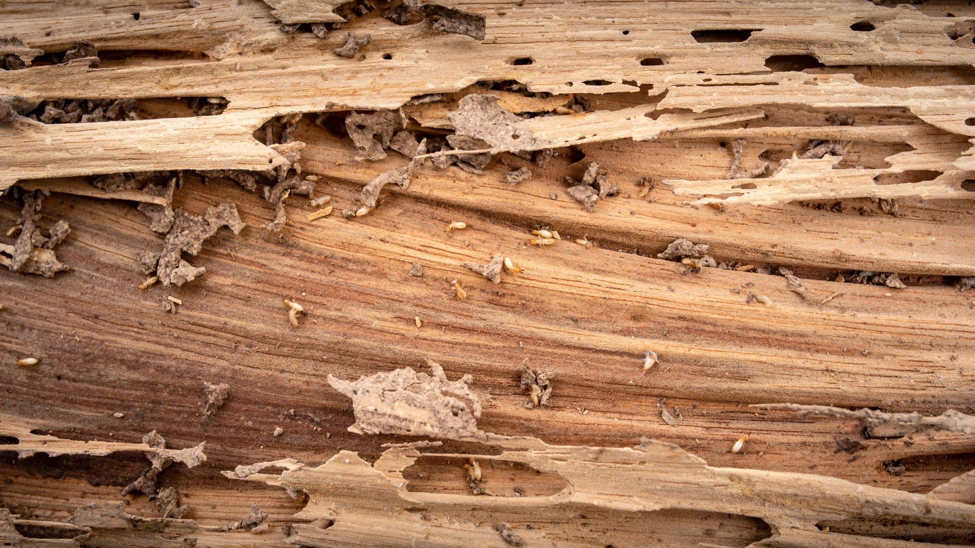 Structural timber split open to reveal termite workers and mud packing inside the grain