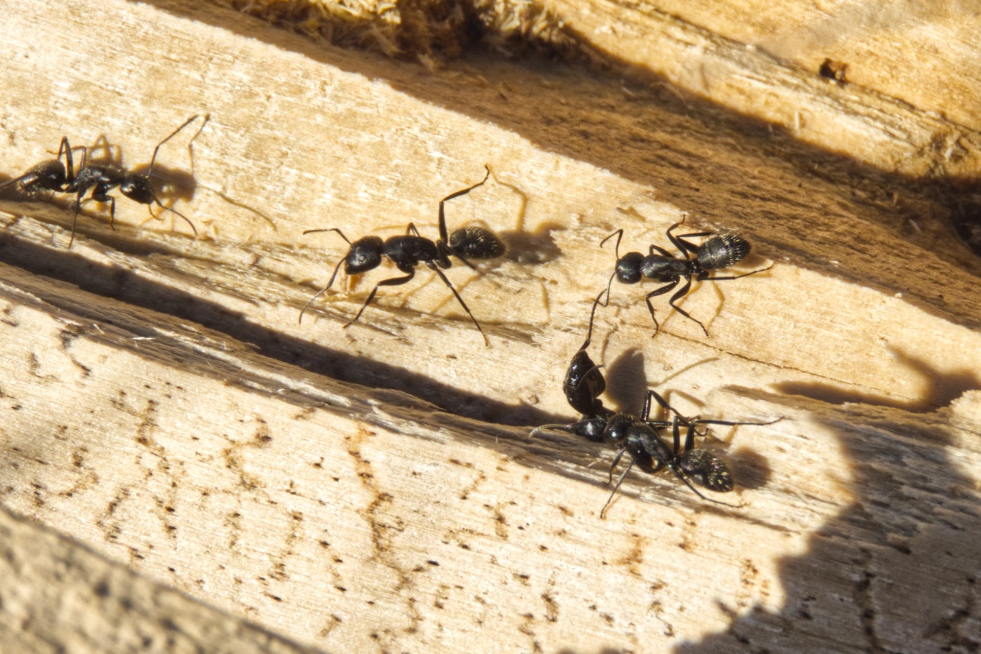 Several black ants crawling across damaged, weathered timber in direct sunlight with cast shadows