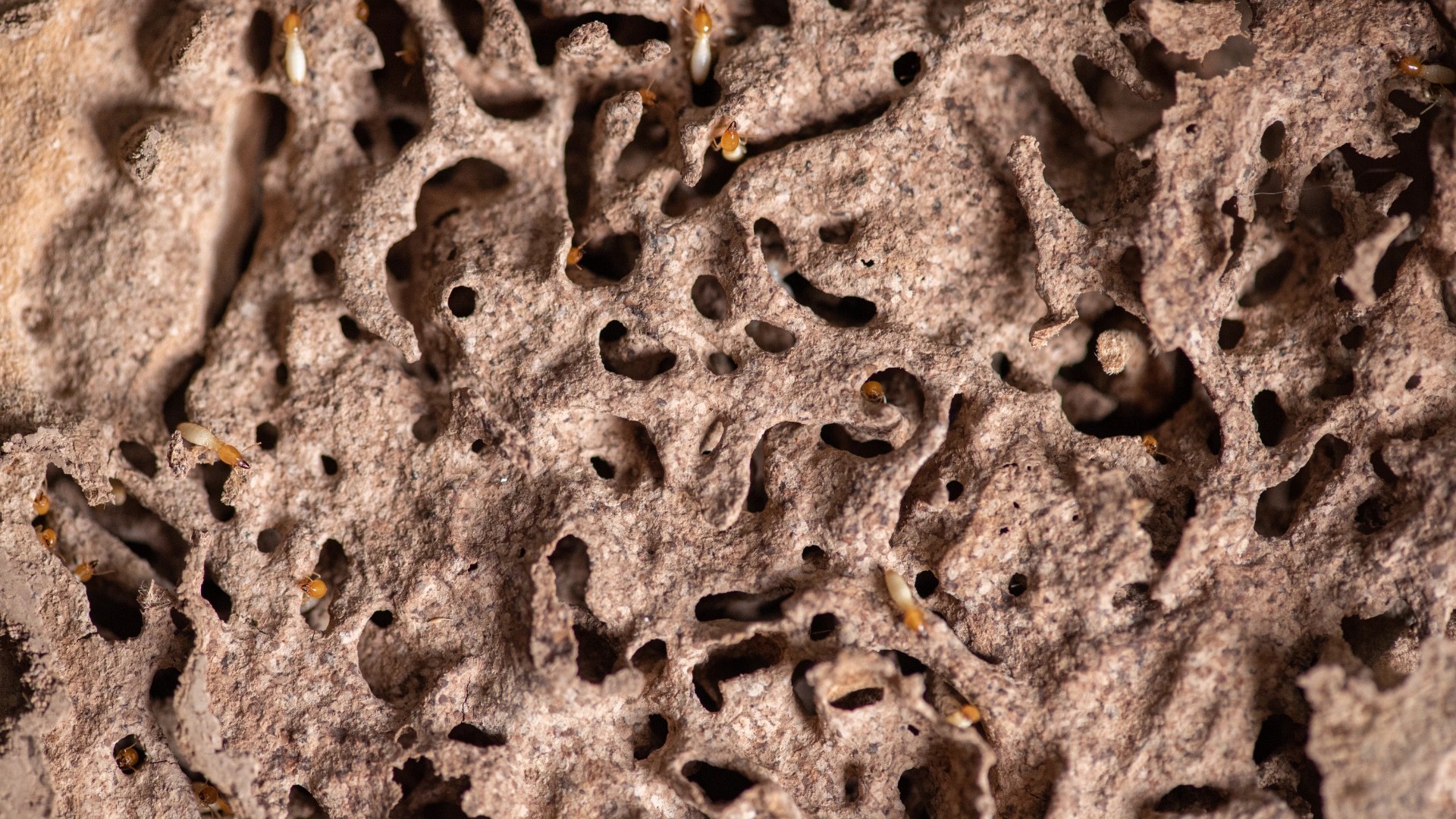 Opened termite nest showing honeycombed mud galleries with workers moving through the tunnels