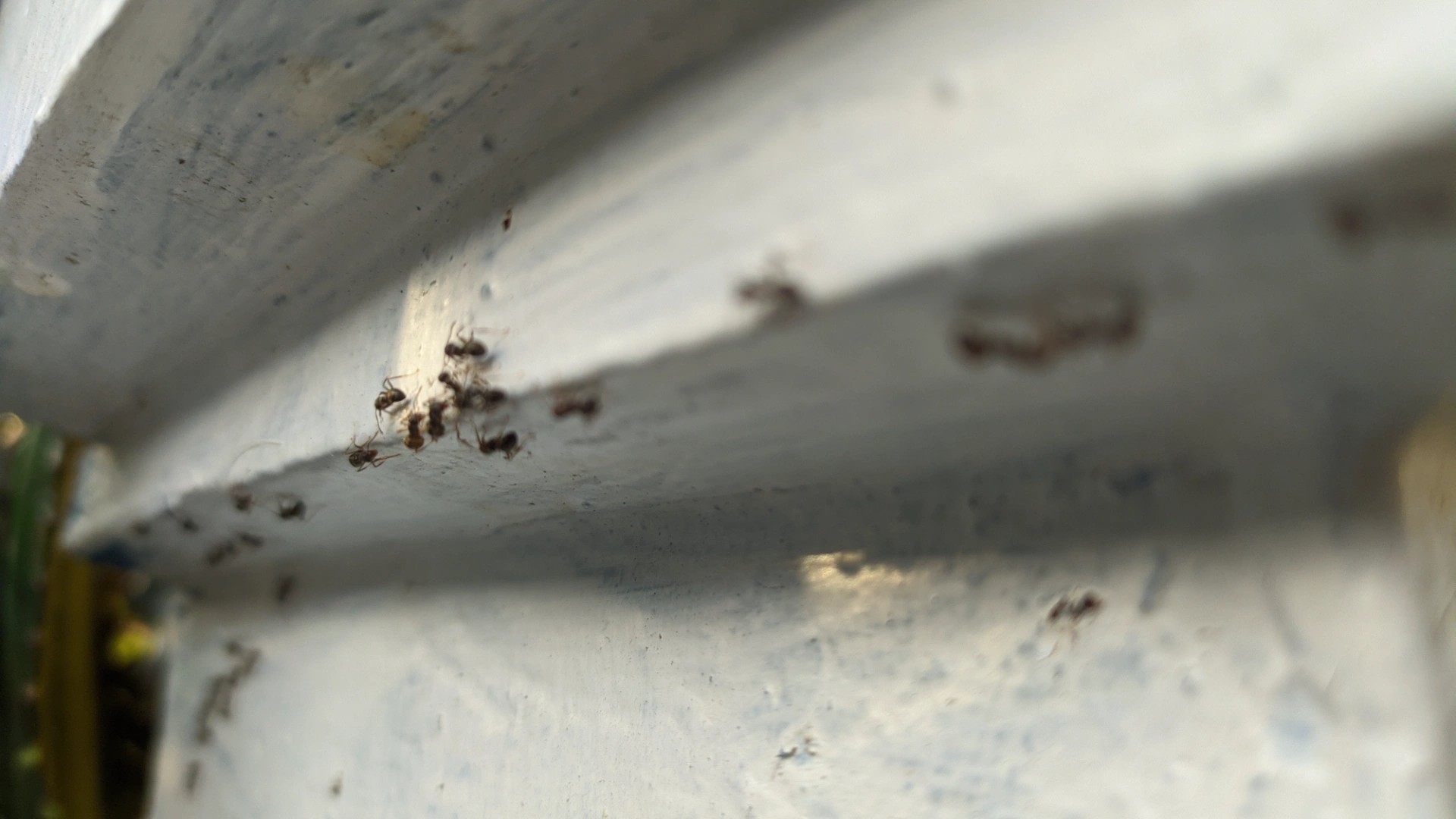 Ant trail running along a painted white window sill and frame